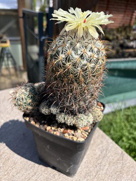 Coryphantha cornifera